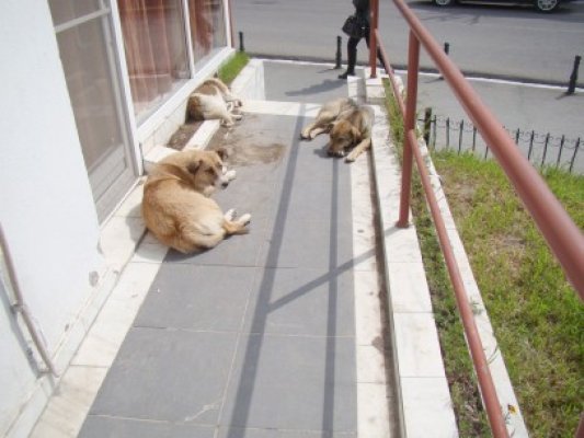 Şi câinii suferă din cauza caniculei: mor pe capete, de hipertermie